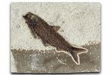 Detailed Fossil Fish (Knightia) - Wyoming #349215-1